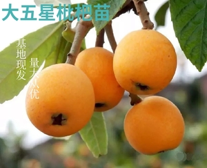大五星枇杷裸根苗