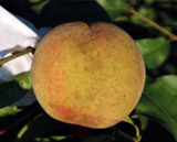 美国秋甜桃——高糖离核晚熟桃