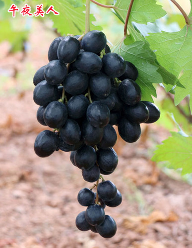 午夜美人-新品种葡萄