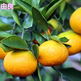 早熟柑桔由良蜜桔
