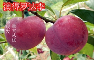 澳得罗达李