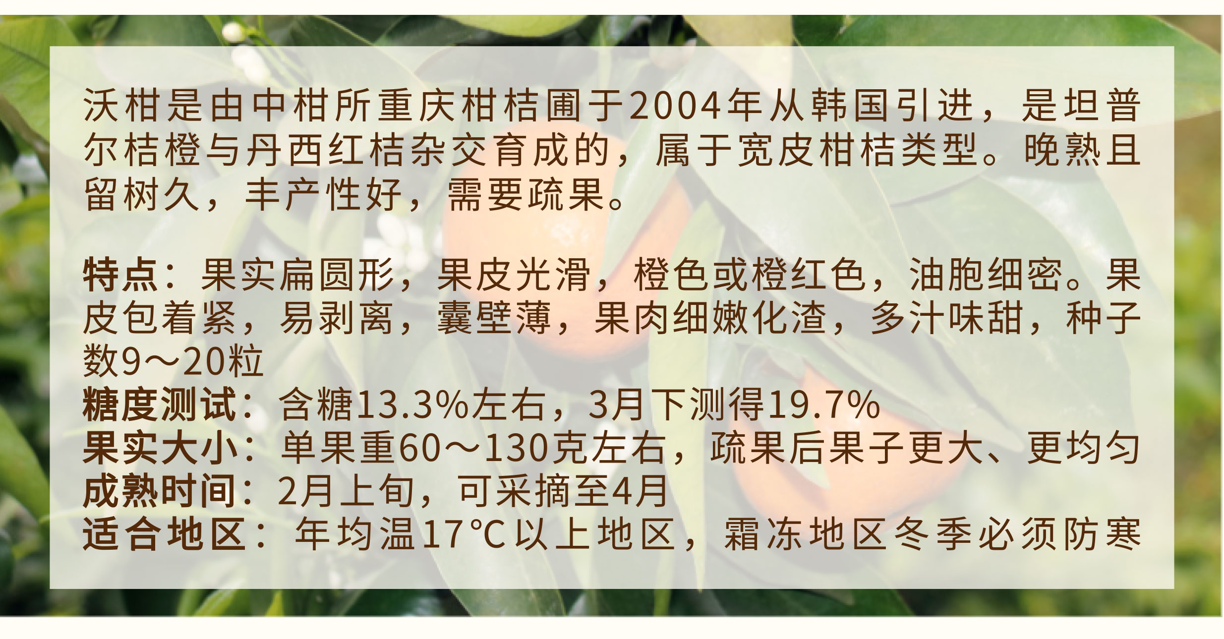 沃柑_03.jpg