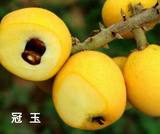 冠玉裸根苗