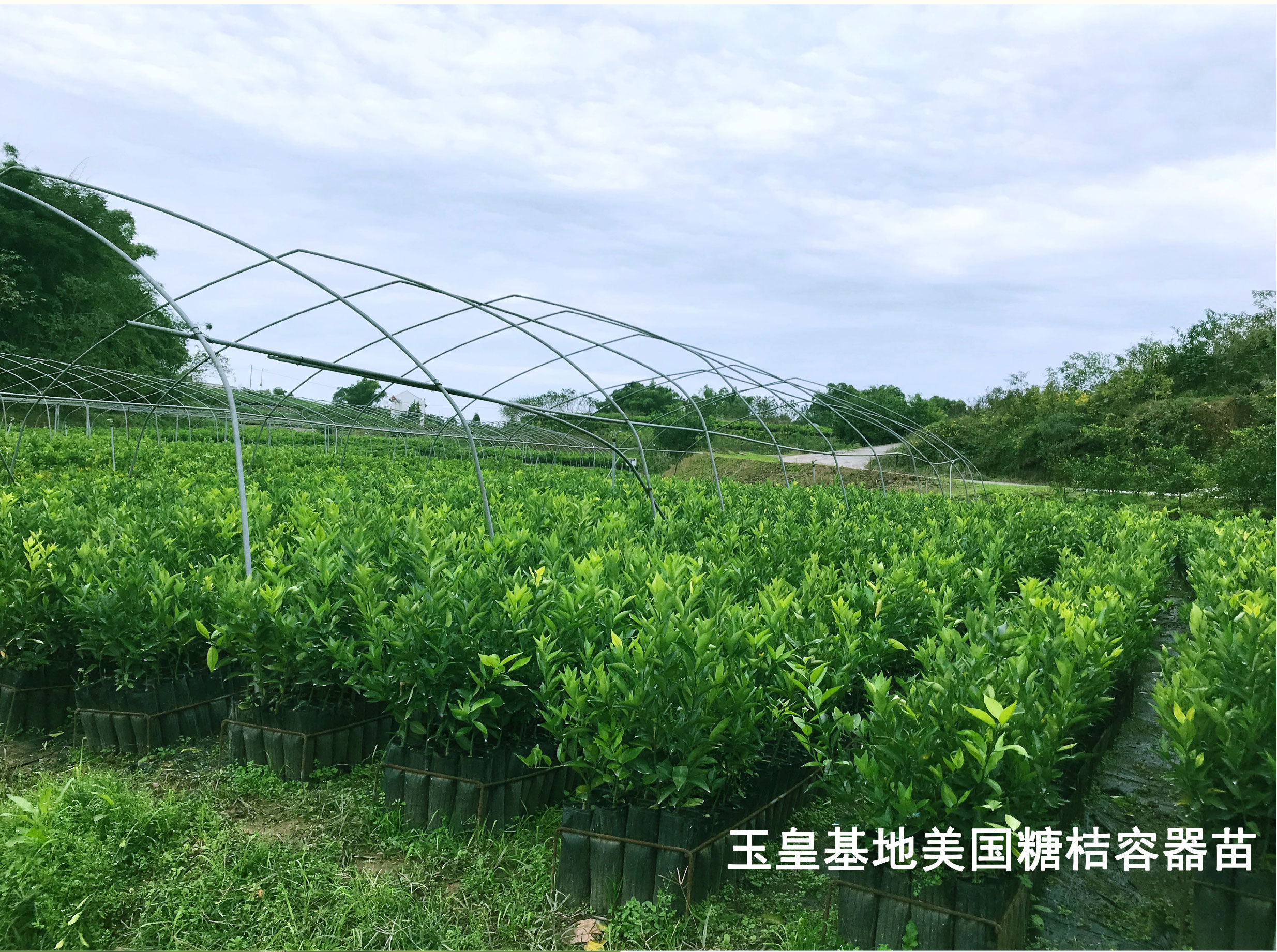美国糖桔_08.jpg