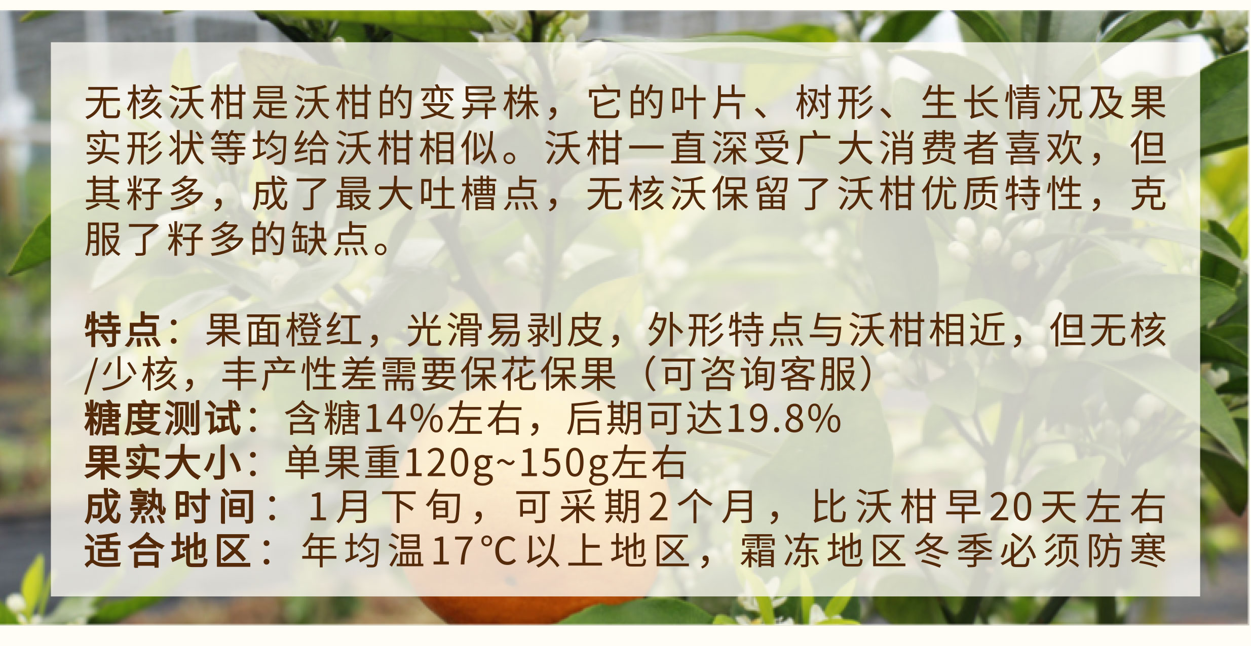 无核沃柑_03.jpg