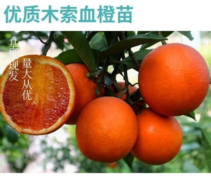 木索血橙