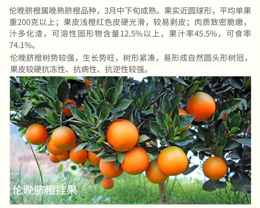 伦晚脐橙_03.jpg