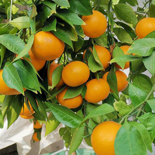 黄美人柑橘品种介绍-受欢迎的新品种