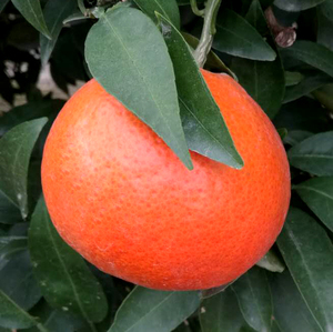 米哈亚柑橘品种介绍-宝马换枝条